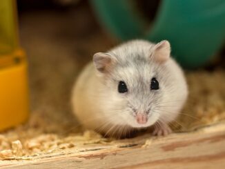 arten-hamster