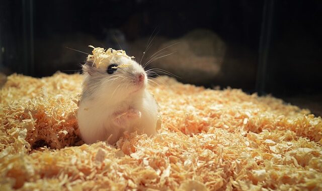 gehege-hamster