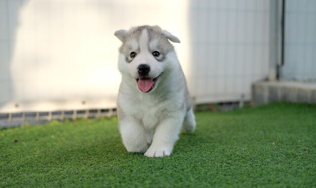 husky-rasse rasse-husky