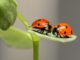 kaufen-insekten