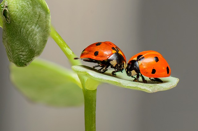 kaufen-insekten