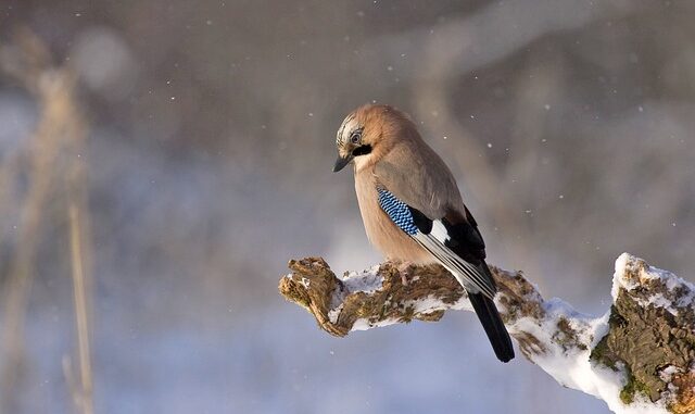 jay-548381_640