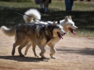 huskys-kleine