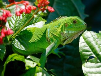 terrarium-leguan