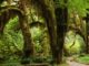 terrarium-regenwald