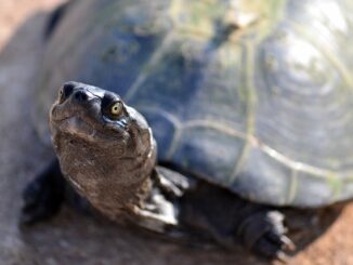 terrarium-schildkröten