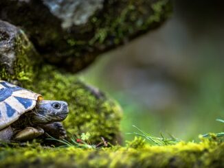 einrichten-schildkröten-terrarium