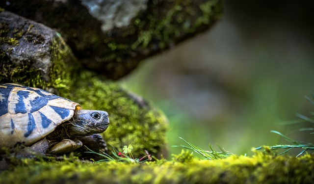 einrichten-schildkröten-terrarium
