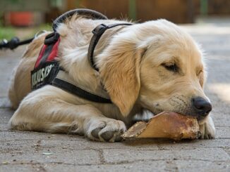 Hundegeschirr mit Griff