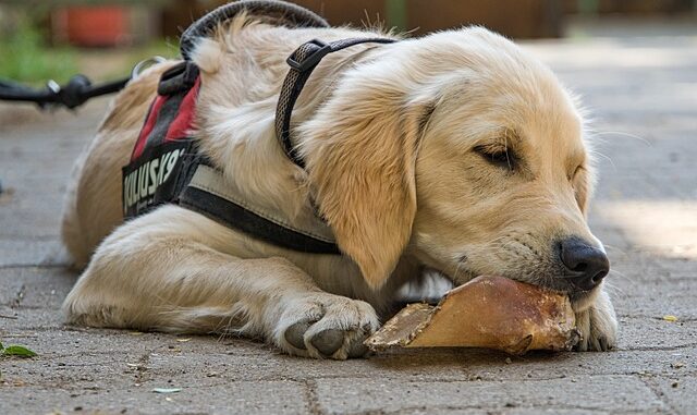 Hundegeschirr mit Griff