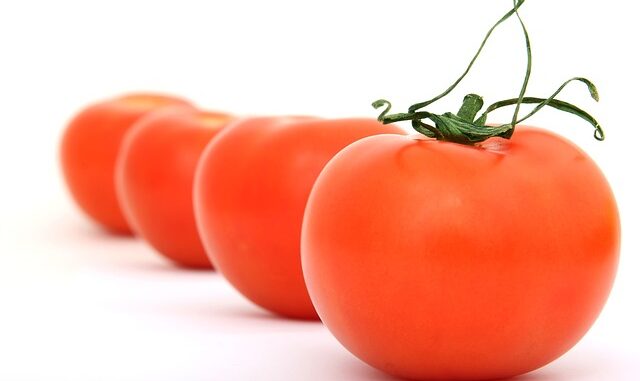 bartagame-tomaten
