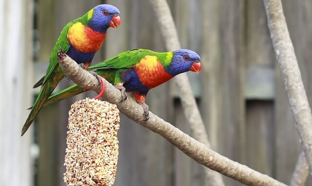 voliere-zimmer-vogel