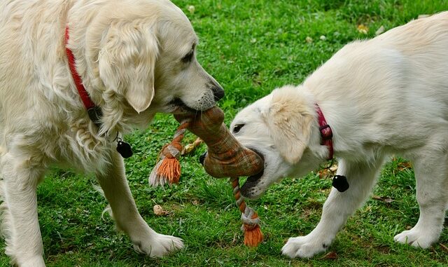 Bestes-Hundespielzeug