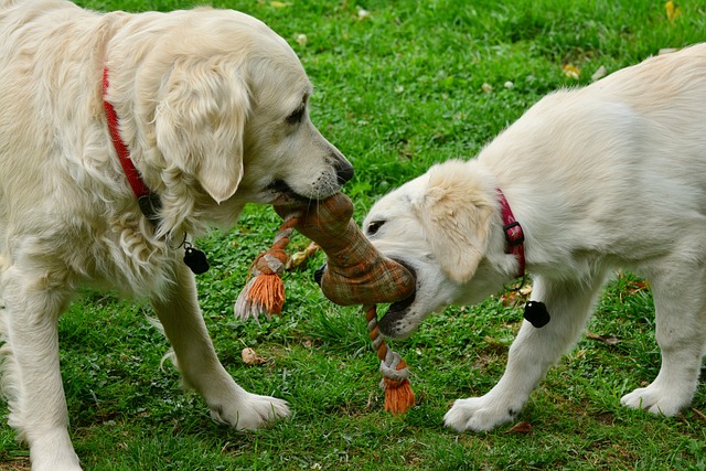 Bestes-Hundespielzeug