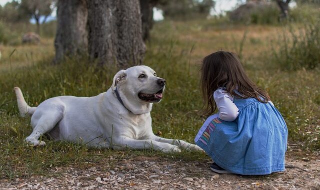 Hochwertiges Kettenhalsband für Hunde kettenhalsband-hund-hochwertig