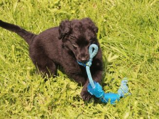 Geeignete-Spielzeuge-für-junge-Hunde