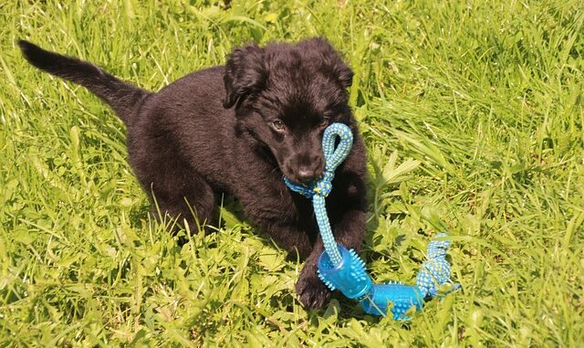 Geeignete-Spielzeuge-für-junge-Hunde