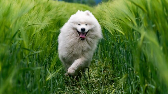 hund